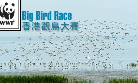 香港觀鳥大賽2012